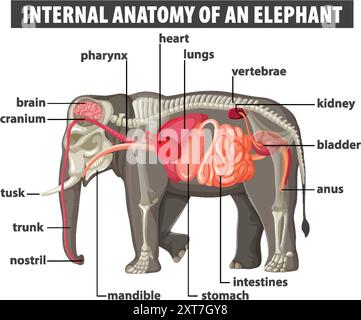 Illustrazione dettagliata degli organi interni dell'elefante Illustrazione Vettoriale