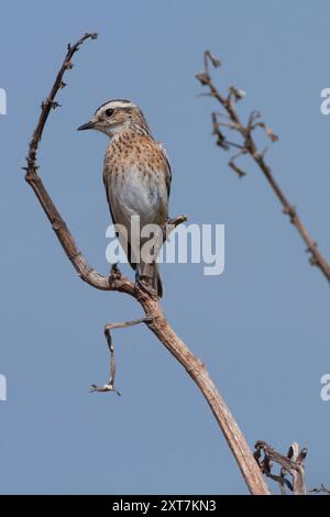 Femmina Whinchat (Saxicola rubetra) arroccata su un ramo un piccolo uccello passerino migratorio che si riproduce in Europa e Asia occidentale e inverte in Africa. Foto Stock