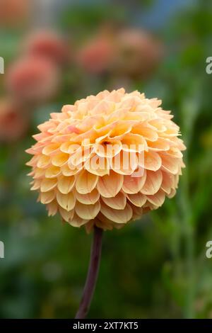 Primo piano di un unico fiore di Dahlia «Blyton Softer Gleam» Foto Stock