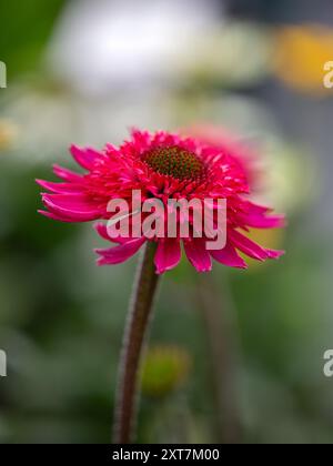 Fiore di Echinacea "Delicious Candy" di recente apertura Foto Stock