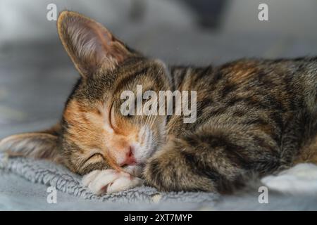 Gattino Tabby che dorme sonni tranquilli su una superficie morbida da vicino, essenza di tranquillità. Foto Stock