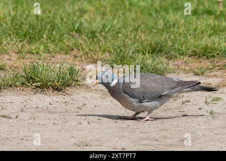 Un piccione di legno comune in cerca di cibo a terra, giorno di sole in estate, Vienna (Austria) Foto Stock