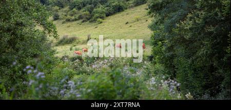 mandria di mucche brune pascolano vicino alla foresta nella zona delle ardenne francesi, sulle colline con foresta in estate Foto Stock