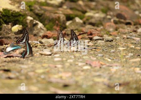 La ghiandaia di Meyer (Graphium meyeri) è una specie di farfalla della famiglia Papilionidae, che si trova a Sulawesi. Foto Stock