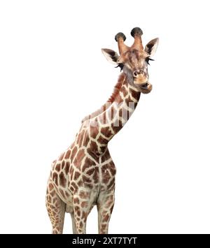 Giraffa simpatica da masticare curiosità. La giraffa a bocca aperta sembra interessata. Gli animali osservano in modo interessante. Isolato su sfondo bianco Foto Stock