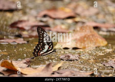 La ghiandaia di Meyer (Graphium meyeri) è una specie di farfalla della famiglia Papilionidae, che si trova a Sulawesi. Foto Stock