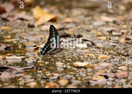 Graphium anthedon è una farfalla della famiglia Papilionidae, che si trova nelle isole della sonda nell'arcipelago malese. Foto Stock