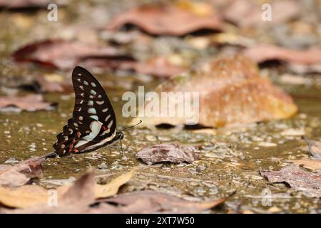 La ghiandaia di Meyer (Graphium meyeri) è una specie di farfalla della famiglia Papilionidae, che si trova a Sulawesi. Foto Stock