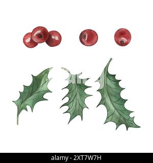 Frutti di bosco e foglie del sacro Natale. L'illustrazione è disegnata a mano in acquerello Foto Stock