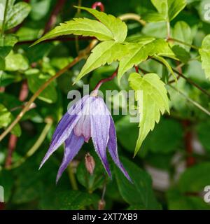 "Helsingborg' Clematis alpina, Alpklematis (Clematis alpina) Foto Stock