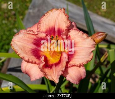 'Sdelle fragole Candy Daylily, Daglilja (Hemerocallis) Foto Stock