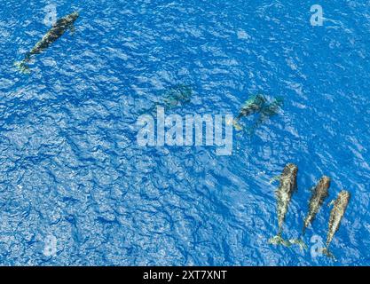 Guangzhou. 30 giugno 2024. Una foto aerea scattata il 30 giugno 2024 mostra le balene pilota a pinna corta che nuotano nel Mar Cinese meridionale. Un gruppo di balene pilota a pinna corta è stato recentemente avvistato nel Mar Cinese meridionale. Crediti: Deng Hua/Xinhua/Alamy Live News Foto Stock