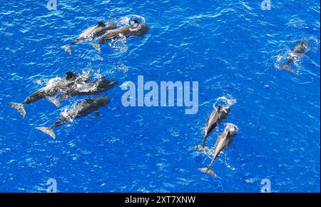 Guangzhou. 30 giugno 2024. Una foto aerea scattata il 30 giugno 2024 mostra le balene pilota a pinna corta che nuotano nel Mar Cinese meridionale. Un gruppo di balene pilota a pinna corta è stato recentemente avvistato nel Mar Cinese meridionale. Crediti: Deng Hua/Xinhua/Alamy Live News Foto Stock