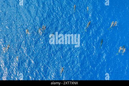 Guangzhou. 30 giugno 2024. Una foto aerea scattata il 30 giugno 2024 mostra le balene pilota a pinna corta che nuotano nel Mar Cinese meridionale. Un gruppo di balene pilota a pinna corta è stato recentemente avvistato nel Mar Cinese meridionale. Crediti: Deng Hua/Xinhua/Alamy Live News Foto Stock