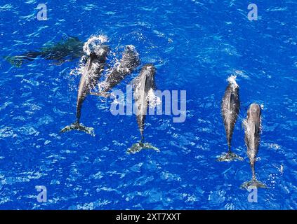 Guangzhou. 30 giugno 2024. Una foto aerea scattata il 30 giugno 2024 mostra le balene pilota a pinna corta che nuotano nel Mar Cinese meridionale. Un gruppo di balene pilota a pinna corta è stato recentemente avvistato nel Mar Cinese meridionale. Crediti: Deng Hua/Xinhua/Alamy Live News Foto Stock