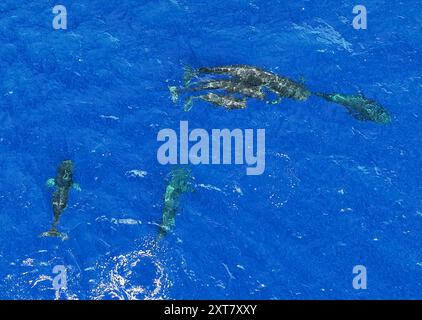 Guangzhou. 30 giugno 2024. Una foto aerea scattata il 30 giugno 2024 mostra le balene pilota a pinna corta che nuotano nel Mar Cinese meridionale. Un gruppo di balene pilota a pinna corta è stato recentemente avvistato nel Mar Cinese meridionale. Crediti: Deng Hua/Xinhua/Alamy Live News Foto Stock