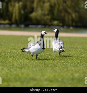 Barnacle Geese, Norfolk, aprile 2024 Foto Stock