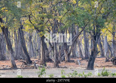 Vista panoramica di una foresta matura di Mopane (Colophospermum Mopane) composta da grandi alberi antichi Foto Stock