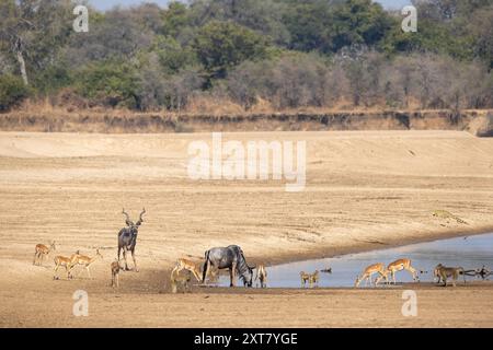 Specie miste di selvaggina che bevono dal fiume Luangwa nel North Luangwa National Park Foto Stock