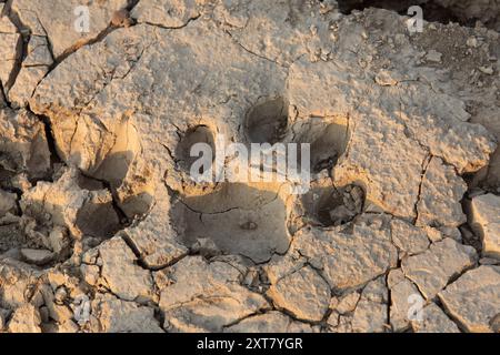 Il leone (Panthera leo) traccia nel fango secco sulle rive del fiume Luangwa Foto Stock