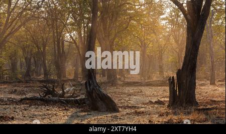 Vista panoramica di una foresta naturale matura di Mopane (Colophospermum Mopane), composta da grandi alberi secolari con luce calda Foto Stock