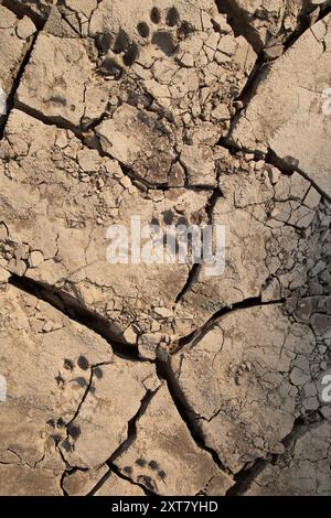 Vista dall'alto del leone (Panthera leo) tracce di fango essiccato sulle rive del fiume Luangwa Foto Stock