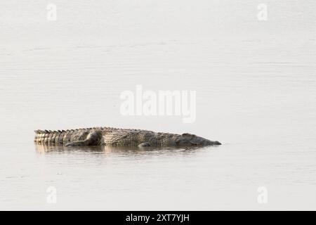 Grande coccodrillo del Nilo che giace in acque poco profonde nel fiume Luangwa Foto Stock