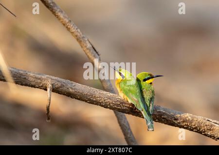 Un paio di piccoli apicoltori appollaiati su un ramo Foto Stock