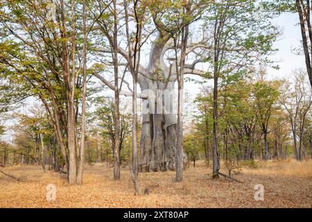 Albero di Baobab tra gli alberi di Mopane, Musalungu GMA, confinante con North Luangwa NP, Zambia Foto Stock
