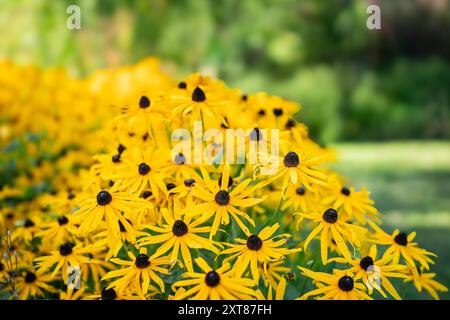 Giallo var. Fiori di deamii che crescono nei giardini di Border Suuremõisa Manor. Fiori d'arancio in fiore d'estate. Foto Stock