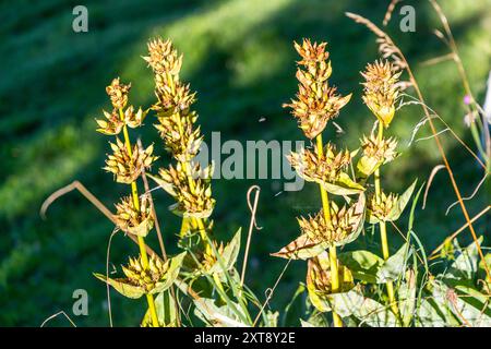La genziana gialla si trova accanto all’Unterer Firstweg vicino a Vitznau già nella fase di capolino appassito, le teste di fiore un tempo gialle essiccate in baccelli bruni. Unterer Firstweg, Vitznau, Lucerna, Svizzera. Foto Stock