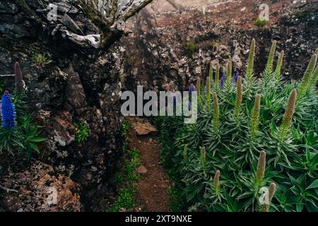 Pride of Madeira Purple Flowers on Mountain Slope and Clouds. Madeira, Portogallo. Foto di alta qualità Foto Stock