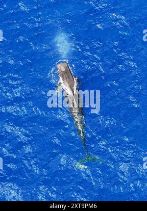 Guangzhou. 30 giugno 2024. Una foto aerea scattata il 30 giugno 2024 mostra un pilota di balena a pinna corta che nuota nel Mar Cinese meridionale. Un gruppo di balene pilota a pinna corta è stato recentemente avvistato nel Mar Cinese meridionale. Crediti: Deng Hua/Xinhua/Alamy Live News Foto Stock