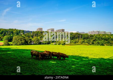 Vista dell'università di Bochum con la natura circostante. Paesaggio nella regione della Ruhr. Foto Stock