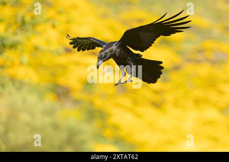 Corvo comune che vola in una zona di alta montagna con cespugli con fiori gialli con le ultime luci di una giornata primaverile Foto Stock