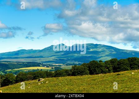 Branco di vacche Aubrac che pascolano nella regione di Cezallier del Parco naturale dei Vulcani dell'Auvergne sullo sfondo del massiccio Sancy, Puy de Dome, Auve Foto Stock