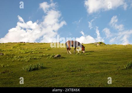 Peer Ki Gali, India, 14/08/2024, Un cavallo è visto pascolare su una collina durante una giornata di sole vicino al passo PIR Panjal, chiamato anche Peer Ki Gali, a circa 100 km a sud di Srinagar, la capitale estiva di Jammu e Kashmir. Il passo PIR Panjal è un passo di montagna e una destinazione turistica situata nella catena PIR Panjal di Jammu e Kashmir, che collega la valle del Kashmir ai distretti di Rajouri e Punch tramite Mughal Road. È il punto più alto della strada Mughal a 3.490 metri sul livello del mare. Mughal Road, come suggerisce il nome, è stata storicamente creata e utilizzata dagli imperatori moghul. Era la strada t Foto Stock