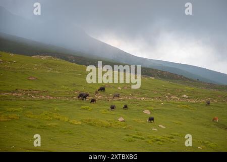 Peer Ki Gali, India, 14/08/2024, i bufali sono visti pascolare su una collina durante una giornata nuvolosa vicino al passo PIR Panjal, chiamato anche Peer Ki Gali, a circa 100 km a sud di Srinagar, la capitale estiva di Jammu e Kashmir. Il passo PIR Panjal è un passo di montagna e una destinazione turistica situata nella catena PIR Panjal di Jammu e Kashmir, che collega la valle del Kashmir ai distretti di Rajouri e Punch tramite Mughal Road. È il punto più alto della strada Mughal a 3.490 metri sul livello del mare. Mughal Road, come suggerisce il nome, è stata storicamente creata e utilizzata dagli imperatori moghul. E' stato il rou Foto Stock