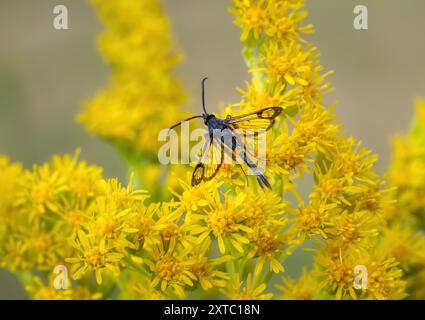 Sgombero con cintura rossa, Synanthedon miyopaeformis, chiamato anche falena di taglio delle mele, che si nutre di nettare da una canna d'oro gialla in fiore, Solidago Foto Stock