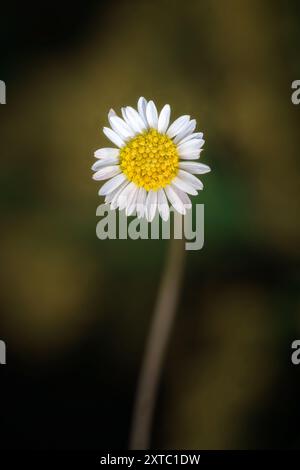 Una singola margherita bianca con un centro giallo brillante si erge da sola su uno sfondo verde sfocato e scuro. Il fiore appare delicato e affascinante Foto Stock