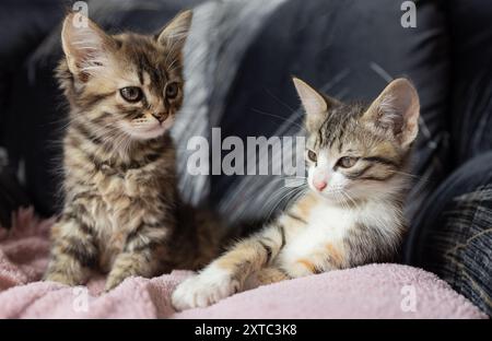 Due piccoli gattini a righe si trovano su una sedia e guardano intorno con curiosità. Animali domestici preferiti. giorno di gatto Foto Stock