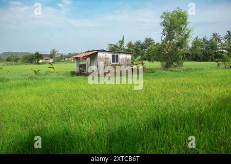 Casa contadina circondata da verdi risaie. Stagione dei monsoni e campo di riso. Agricoltura. Raccolti a Goa. agricoltura biologica. Risaia verde durante la Foto Stock