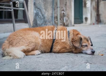 Primo piano di un cane di razza mista che dorme sullo sfondo della strada. Cane di razza mista addormentato (mongrel). Foto Stock