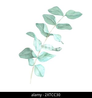 Ramo singolo di eucalipto con foglie di verde chiaro e morbide. Clipart color acquerello con ramoscello all'eucalipto blu. Illustrazione botanica isolata per etichette di cosmetici naturali, disegni floreali e cancelleria Foto Stock