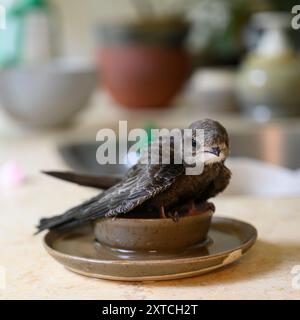 Common Swift (Apus apu) orfana prima di essere portato per la riabilitazione in un ospedale faunistico fotografato in Israele a luglio Foto Stock