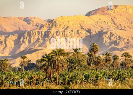 L'incredibile contrasto tra la lussureggiante valle verde del Nilo e l'arido deserto del Sahara, le palme e il papiro che fioriscono sulle rive del fiume, Foto Stock