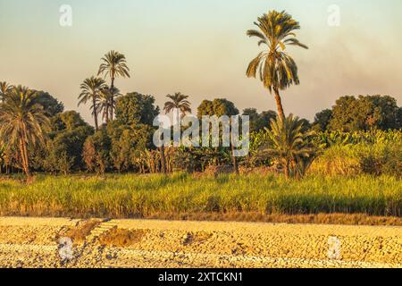 L'impressionante contrasto tra la lussureggiante valle verde del Nilo e l'arido deserto del Sahara. Ammira le torreggianti palme e le canne di papiro che prosperano Foto Stock