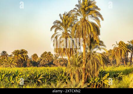 La fertile valle del Nilo e l'arido deserto del Sahara. Esplora le lussureggianti oasi piene di palme e papiro, in netto contrasto con la vasta sabbia. Foto Stock