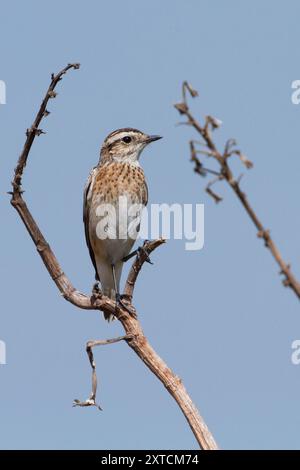 Femmina Whinchat (Saxicola rubetra) arroccata su un ramo un piccolo uccello passerino migratorio che si riproduce in Europa e Asia occidentale e inverte in Africa. Foto Stock