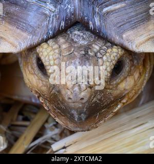 Tartaruga speronata africana (Centrochelys sulcata, anche Geochelone sulcata), questa tartaruga è originaria del bordo meridionale del deserto del Sahara. E' lei Foto Stock